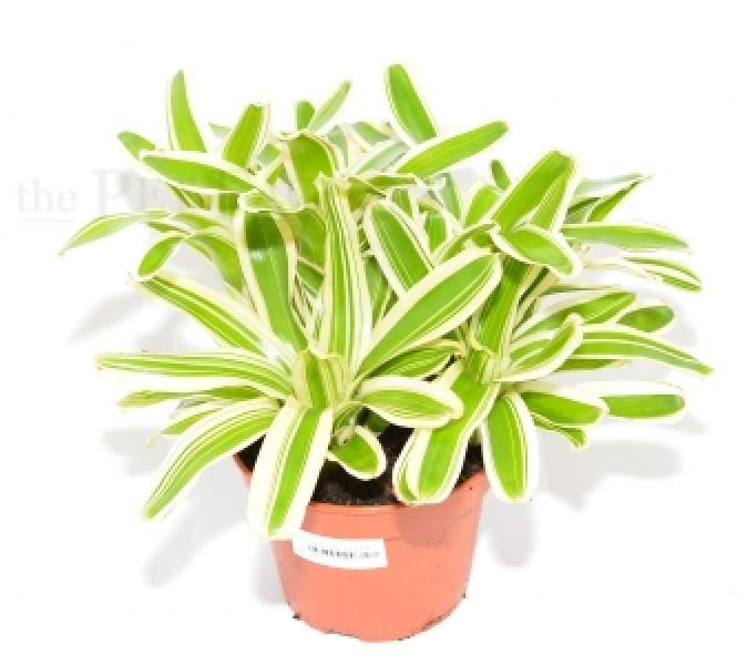 Neoregelia schultesiana FIREBALL VARIEGATA MUTTERPFLANZE
